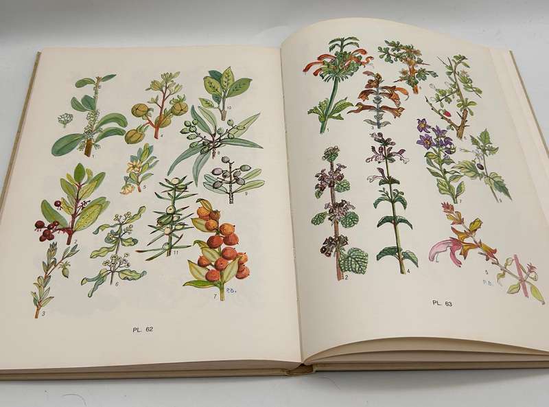Flowering Plants of the Southern Cape by Pauline Bohnen