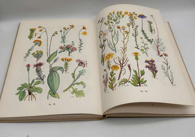 Flowering Plants of the Southern Cape by Pauline Bohnen
