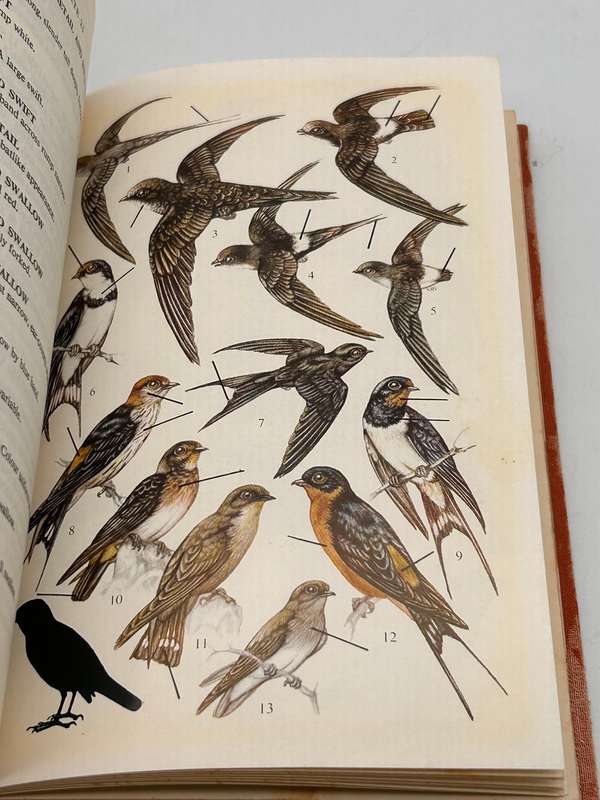 A Field Guide to the Birds of Southern Africa by OPM Prozesky