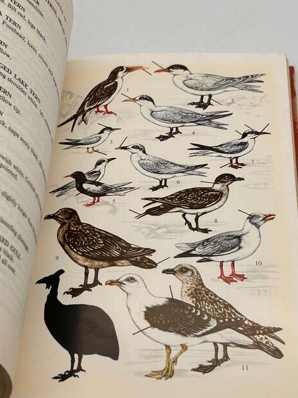 A Field Guide to the Birds of Southern Africa by OPM Prozesky