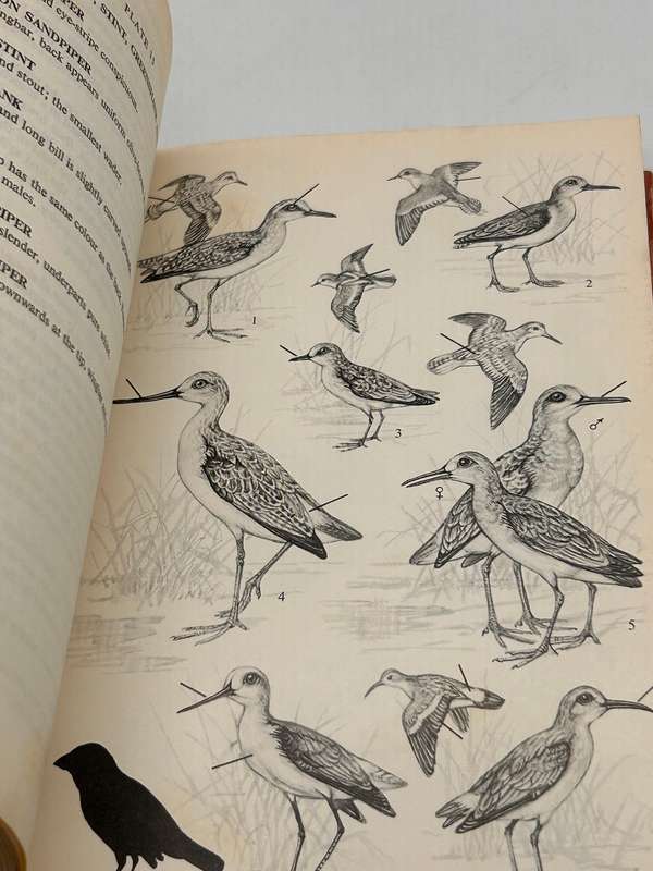 A Field Guide to the Birds of Southern Africa by OPM Prozesky