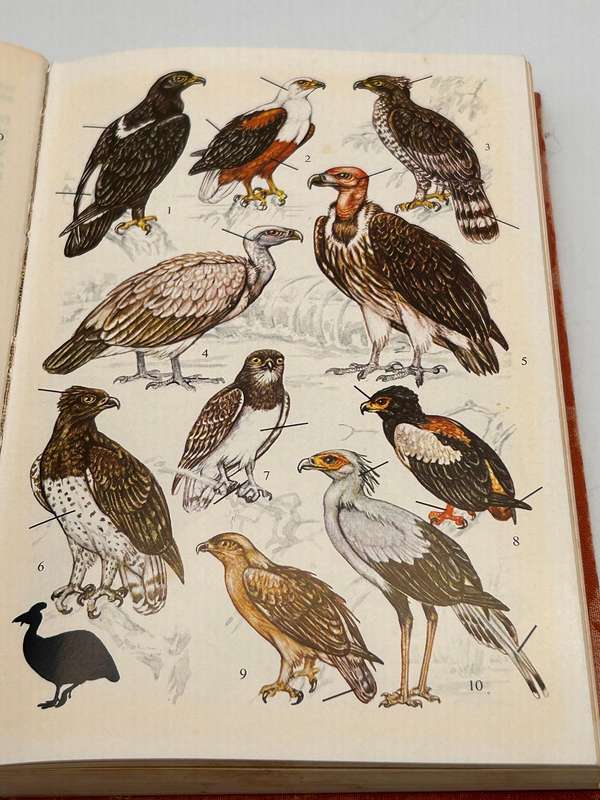 A Field Guide to the Birds of Southern Africa by OPM Prozesky