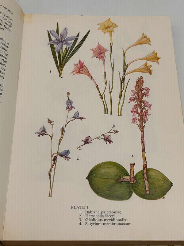 Eastern Cape Veld Flowers - Eily Gledhill