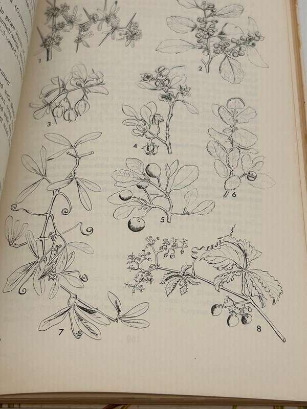 Eastern Cape Veld Flowers - Eily Gledhill