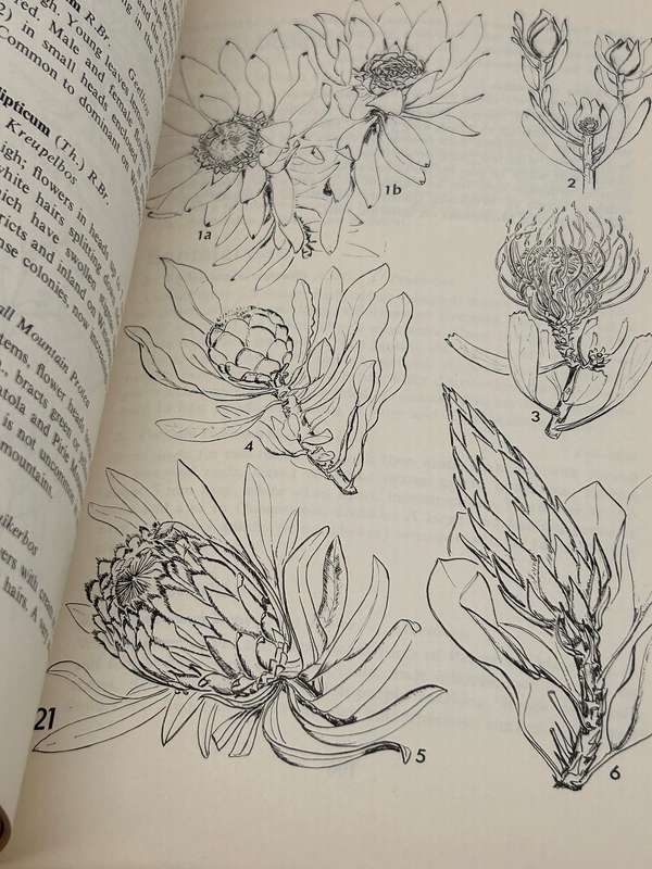 Eastern Cape Veld Flowers - Eily Gledhill