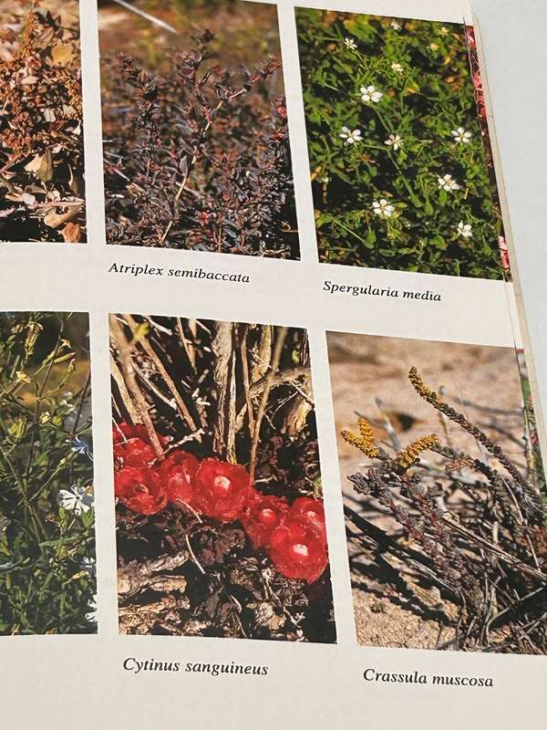 West Coast - South African Wild Flower Guide 7