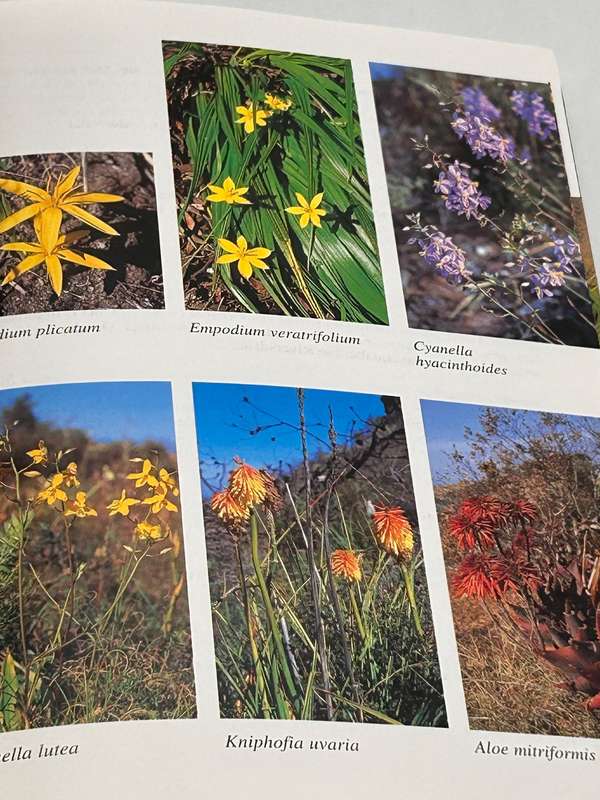 West Coast - South African Wild Flower Guide 7