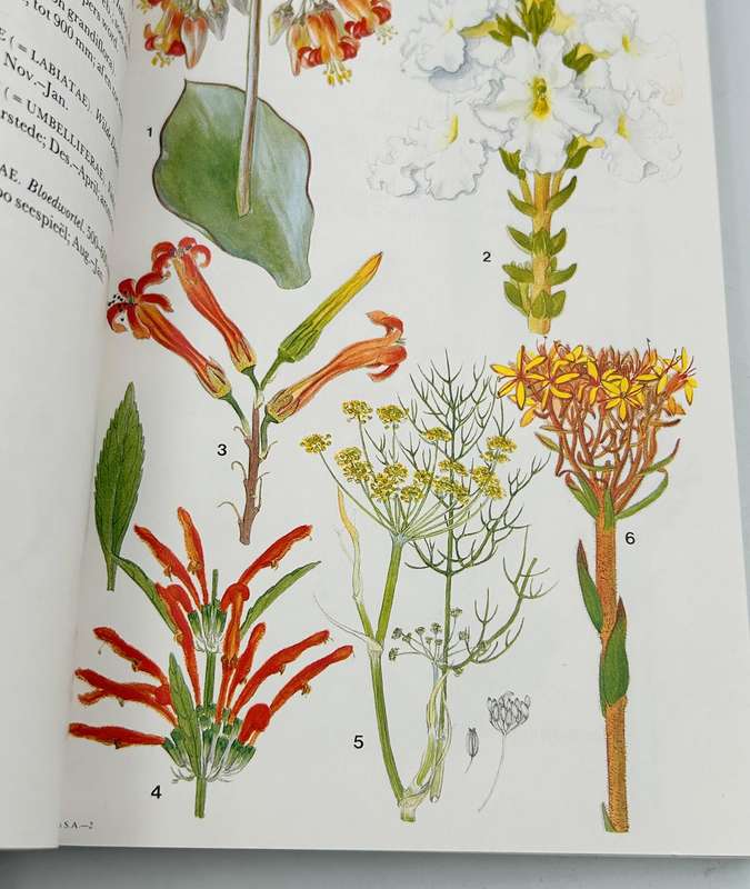 Kaapse Skiereiland Veldblomgids van Suid-Afrika 3 - Mary Mayham Kidd