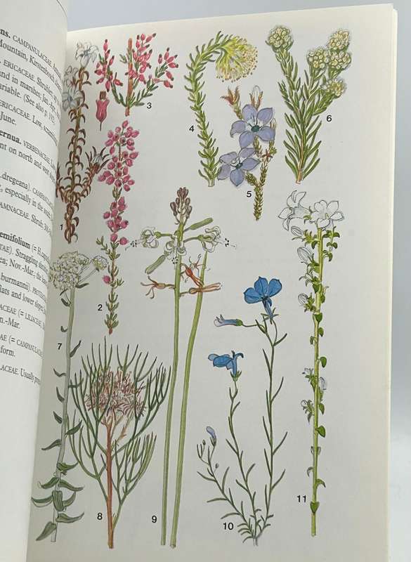 South African Wild Flower Guide 3 - Cape Peninsula - Mary Maytham Kidd