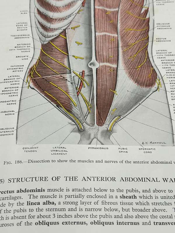 Surface and Radiological Anatomy: For Students and General Practitioners ~ Appleton 1958