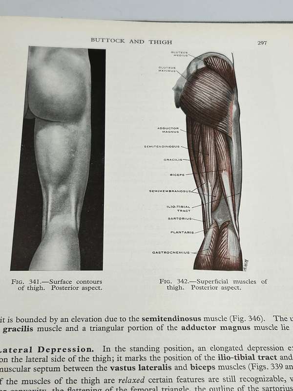 Surface and Radiological Anatomy: For Students and General Practitioners ~ Appleton 1958