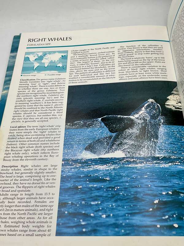 The Illustrated Encyclopedia of Whales and Dolphins by Dr. Anthony R. Martin