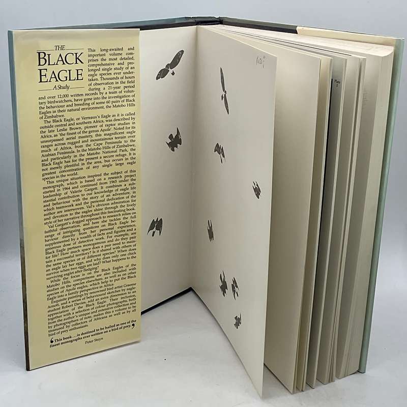 The Black Eagle: A Study by Valerie Gargett