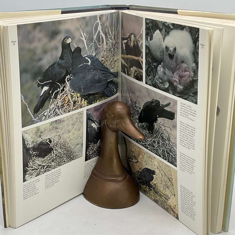 The Black Eagle: A Study by Valerie Gargett