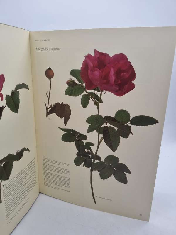 Roses at the Cape of Good Hope - Gwen Fagan