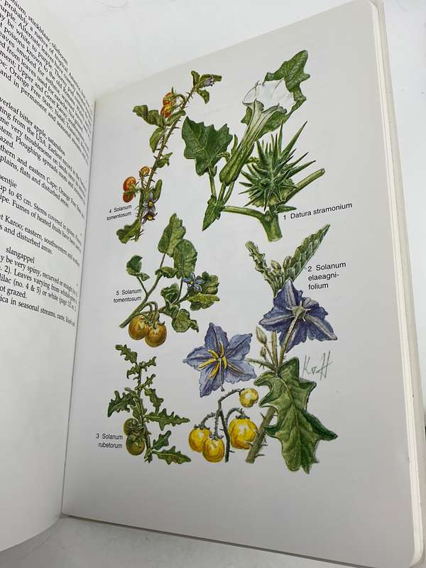 Karoo - South African Wild Flower Guide 6 - David Shearing |  Botanical Society 2008