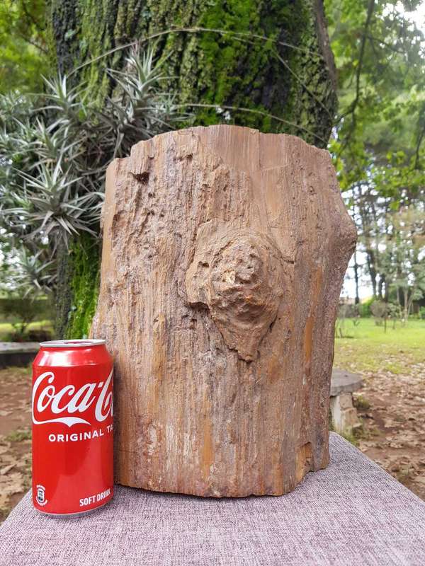 Petrified Wood Rock.
