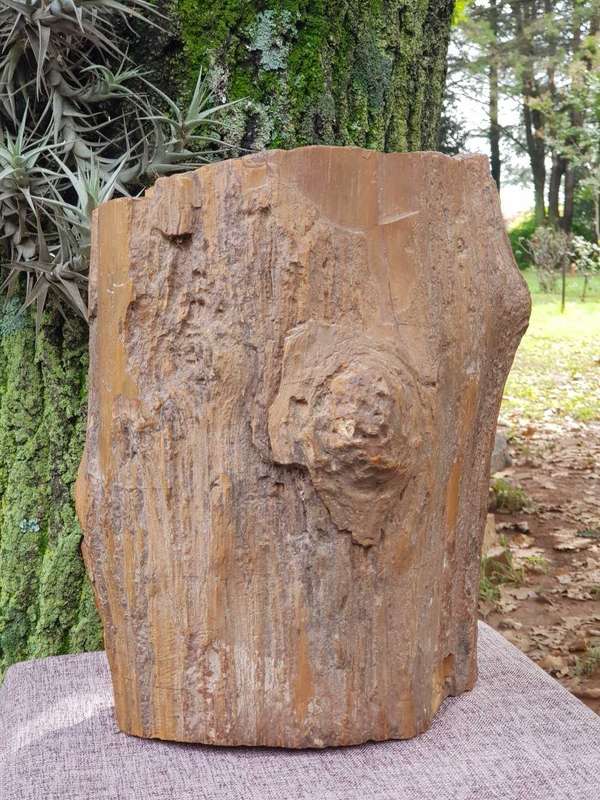 Petrified Wood Rock.