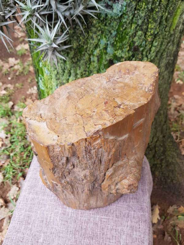 Petrified Wood Rock.