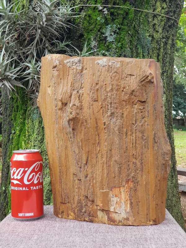 Petrified Wood Rock.