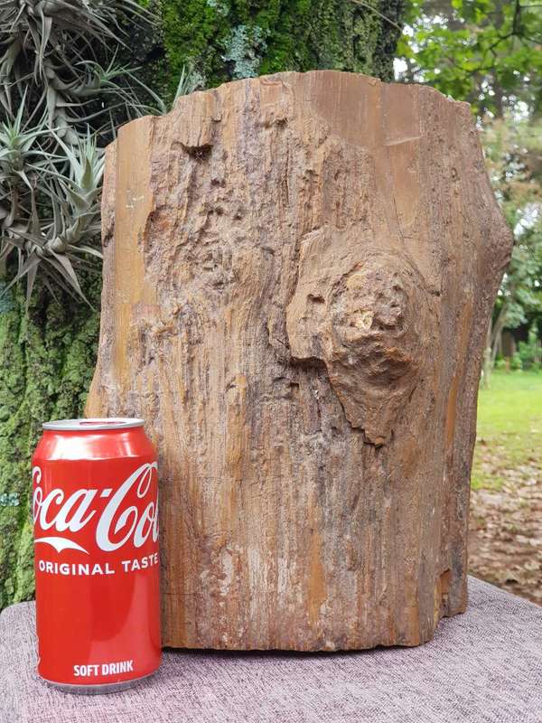 Petrified Wood Rock.