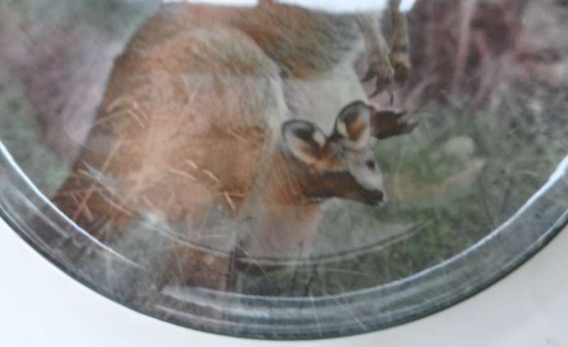 ROYAL DOULTON CABINET / DISPLAY PLATE ' MOTHER KANGAROO WITH JOEY  ' design No. D6426