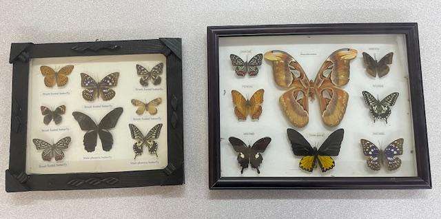 2 Real life Butterflies in frames