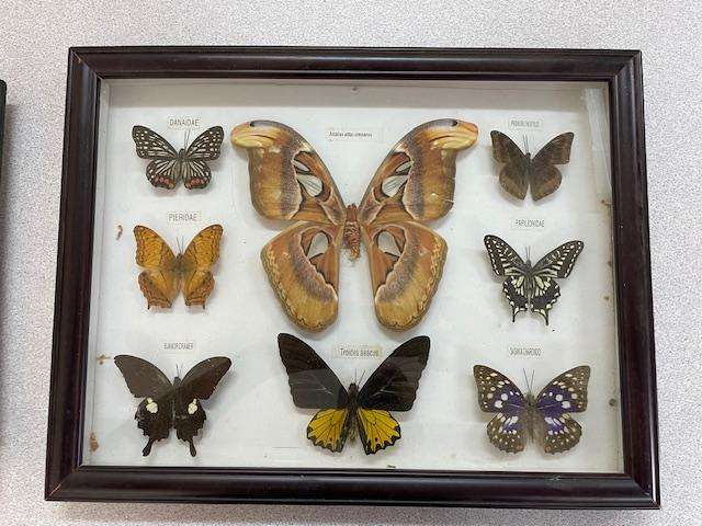2 Real life Butterflies in frames
