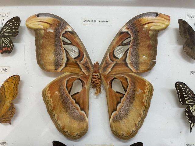 2 Real life Butterflies in frames