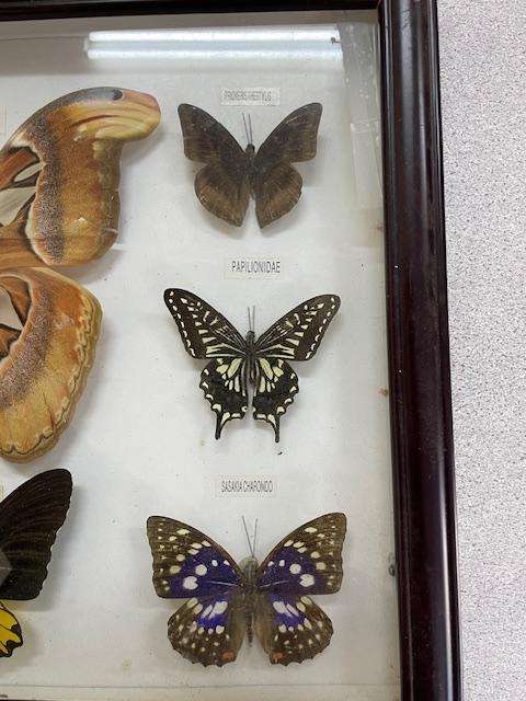 2 Real life Butterflies in frames