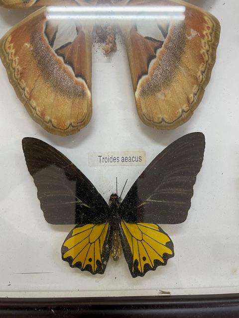 2 Real life Butterflies in frames