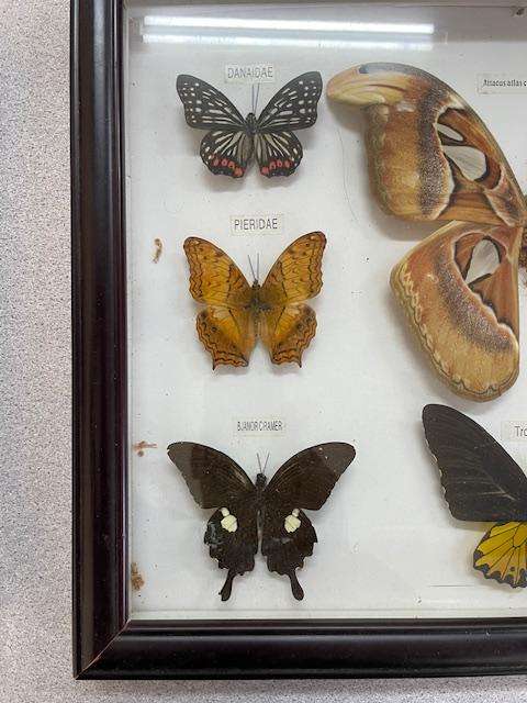 2 Real life Butterflies in frames