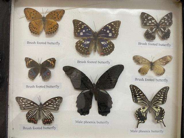 2 Real life Butterflies in frames
