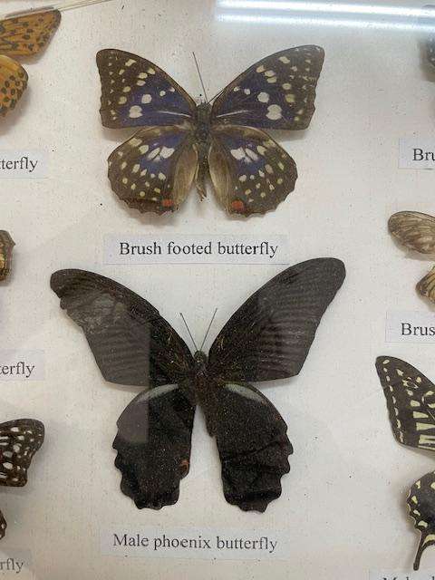 2 Real life Butterflies in frames