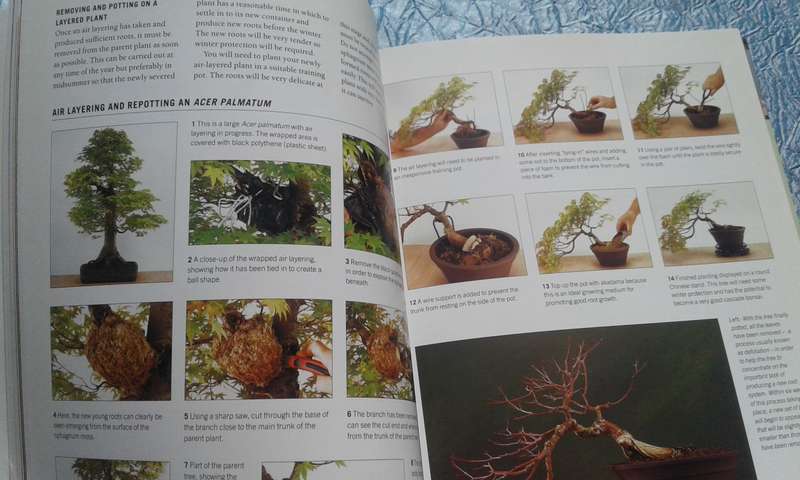 "Growing Bonsai"  Soft cover.