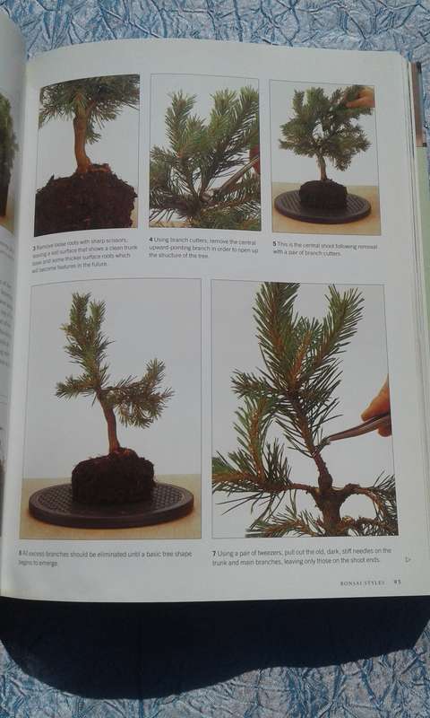 "Growing Bonsai"  Soft cover.