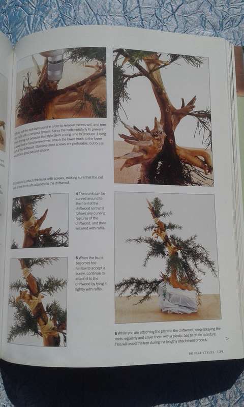 "Growing Bonsai"  Soft cover.