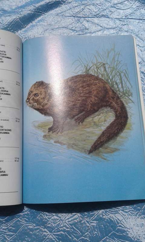 1988.  `Mammals of the Kruger National Park"  Soft cover.