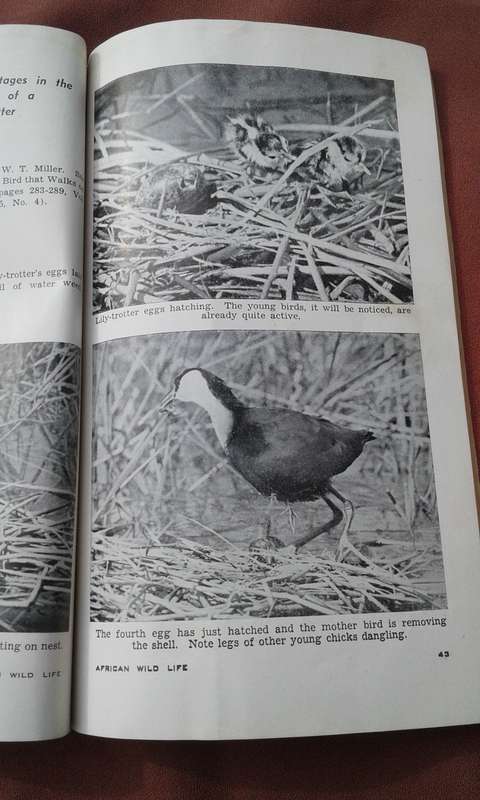 "African Wild Life" Volume 6.  No. 1.   Soft cover.