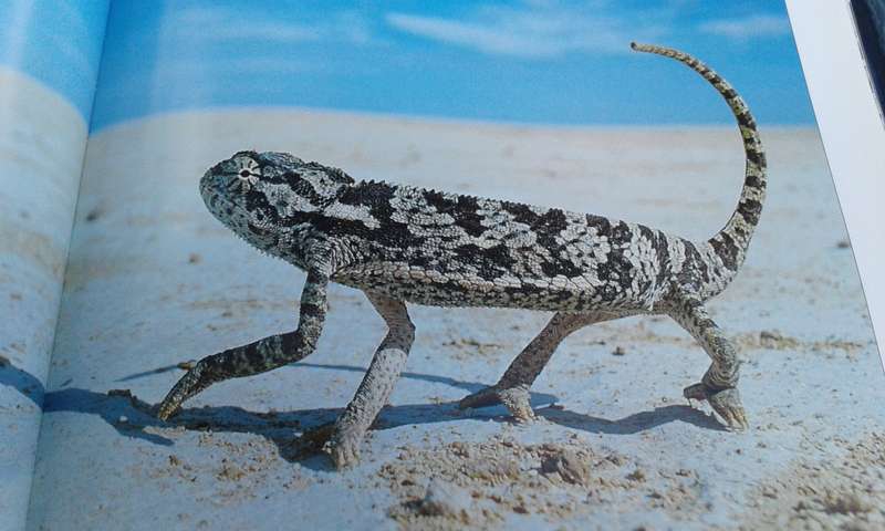 `Wildest Africa`  Paul Tingay.  Hard cover.