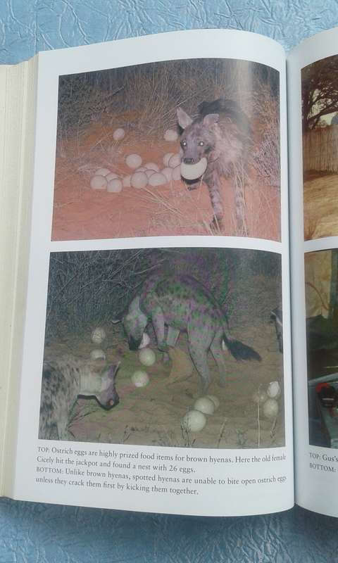 "Hyena Nights & Kalahari Days.  Soft cover.