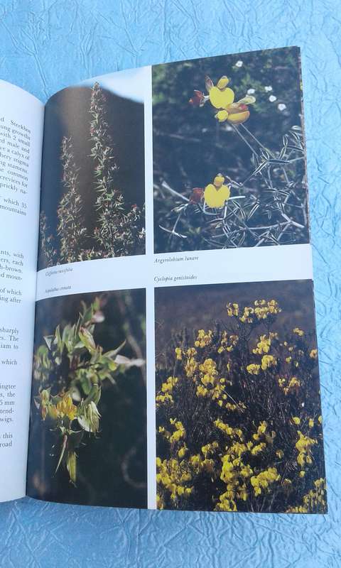 "Hottentos Holland to Hermanus"  South African Wildflower Guide.  Soft cover.