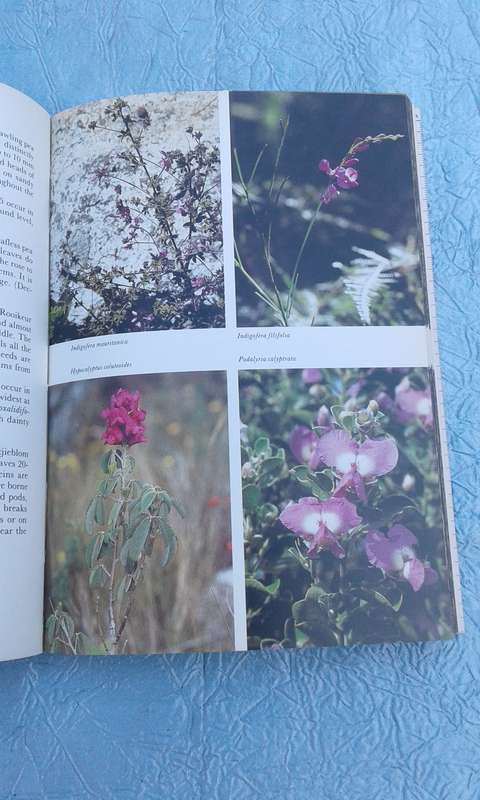 "Hottentos Holland to Hermanus"  South African Wildflower Guide.  Soft cover.