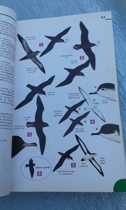 "Newman's Birds.  Commemorative Edition.  Soft cover.