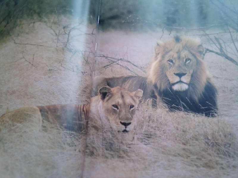 `Portraits of the Wild"  Southern Africa.  Gerald Cubitt l Hard cover.