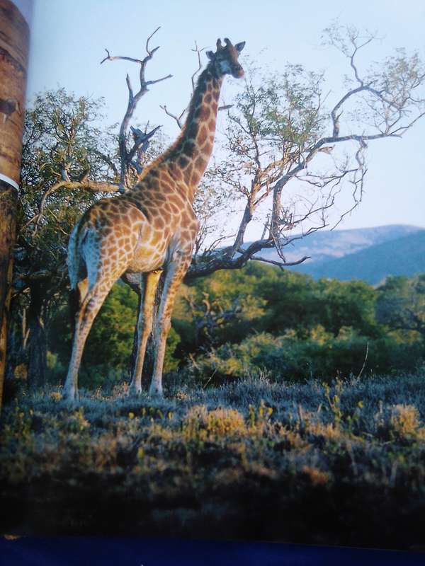 `Portraits of the Wild"  Southern Africa.  Gerald Cubitt l Hard cover.