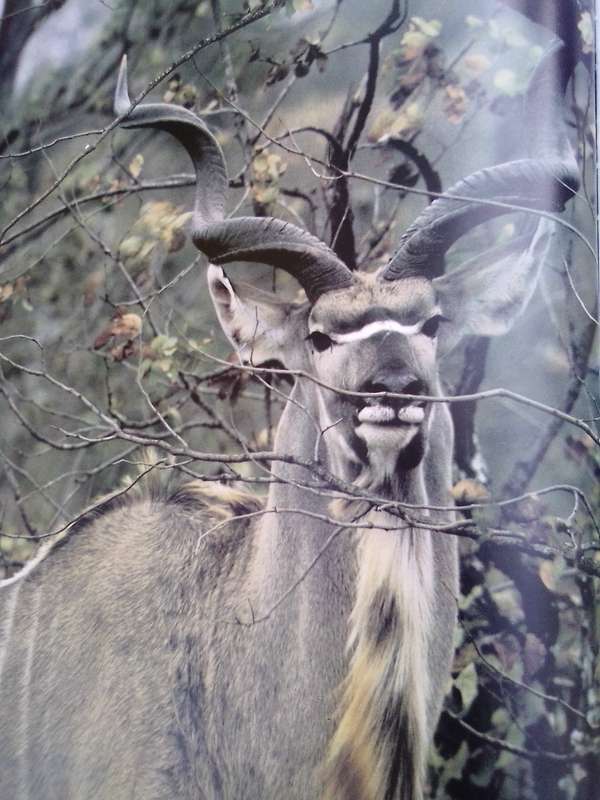 `Portraits of the Wild"  Southern Africa.  Gerald Cubitt l Hard cover.