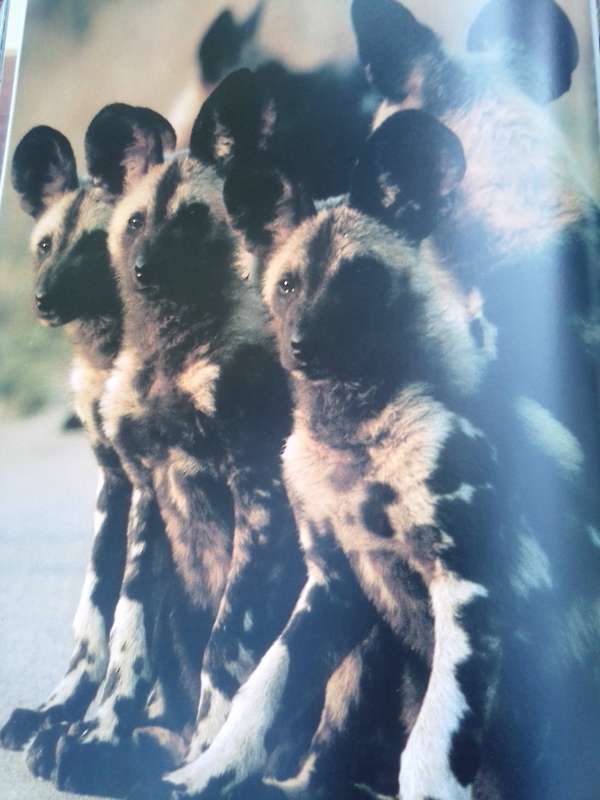 `Portraits of the Wild"  Southern Africa.  Gerald Cubitt l Hard cover.