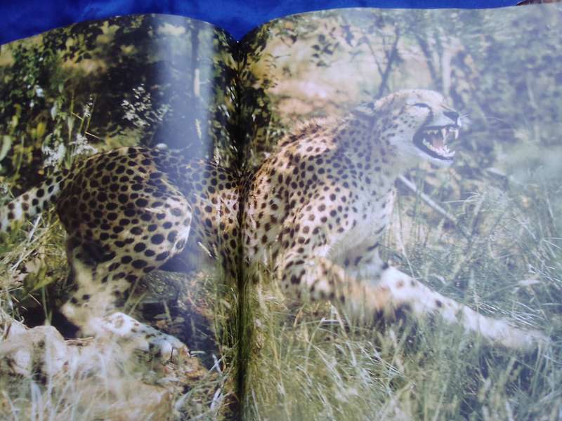 `Portraits of the Wild"  Southern Africa.  Gerald Cubitt l Hard cover.