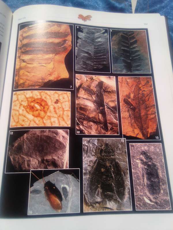 "Life Etched in Stone"  Fossils in South Africa.  Hard cover.